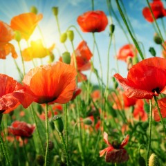 poppies field in rays sun
